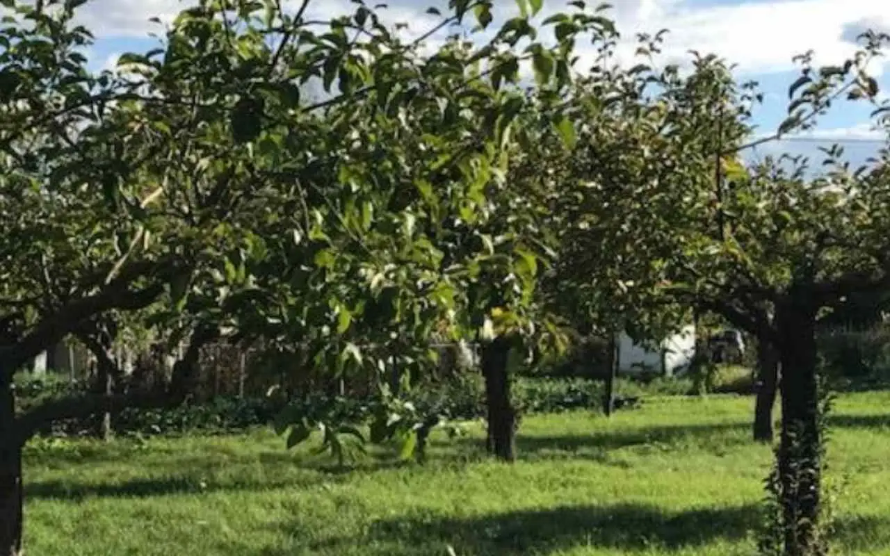 Immagine selezionata