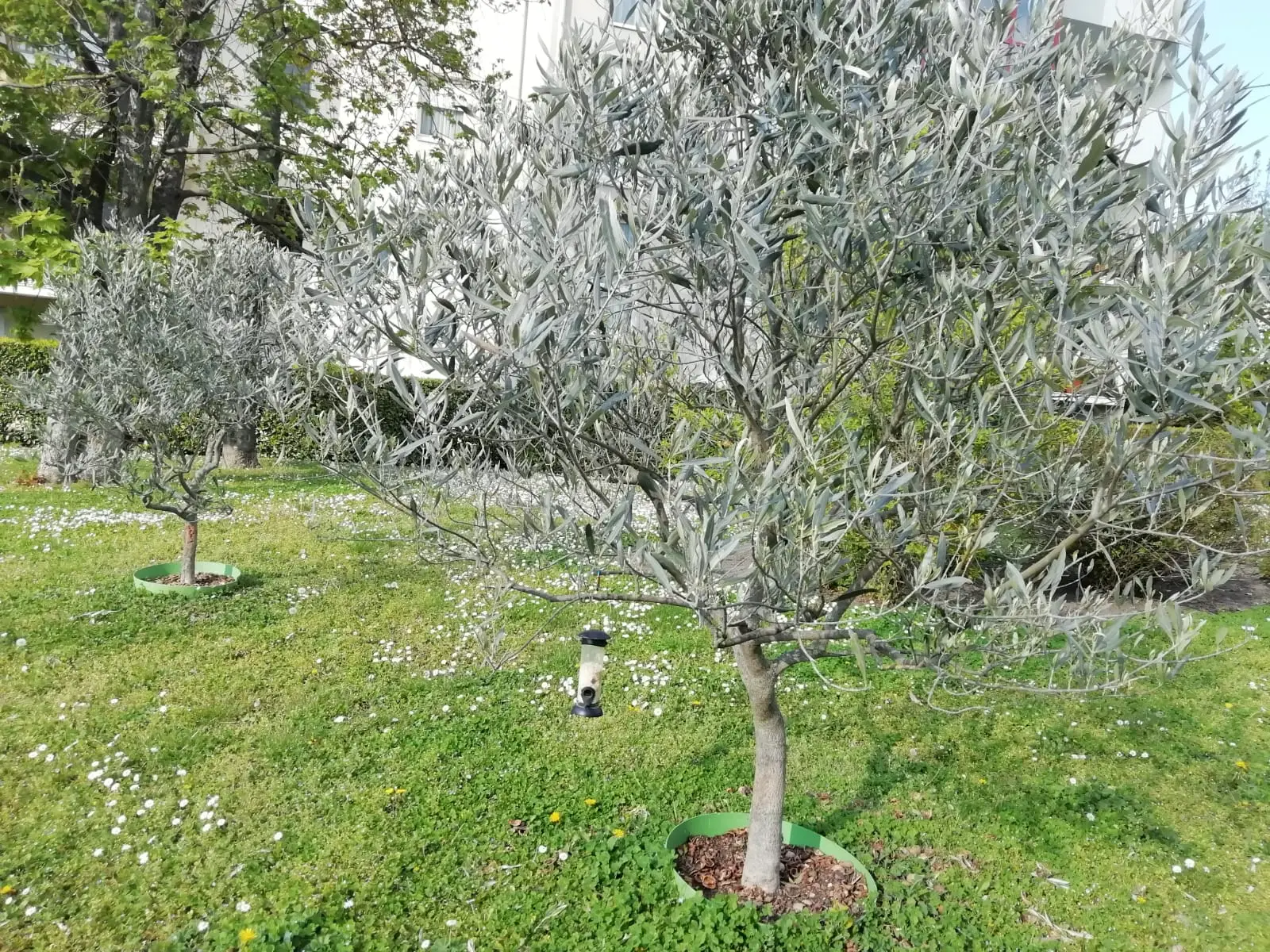 Immagine selezionata